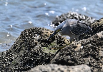 ササゴイ 東京港野鳥公園 2024年5月12日(日)