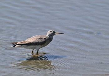 キアシシギ 東京港野鳥公園 2024年5月12日(日)