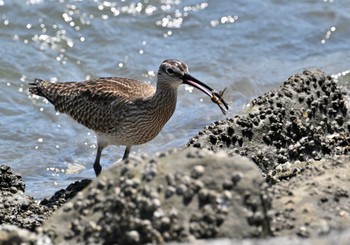 チュウシャクシギ 東京港野鳥公園 2024年5月12日(日)