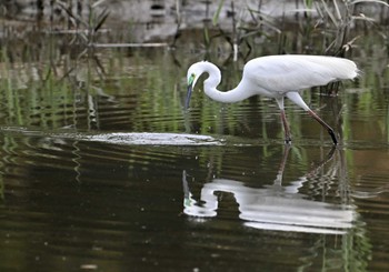 チュウダイサギ 東京港野鳥公園 2024年5月12日(日)