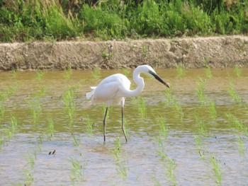 チュウダイサギ 伊豆沼 2024年5月10日(金)