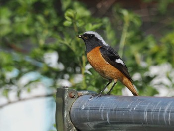 Daurian Redstart 八ヶ岳 Sun, 5/5/2024