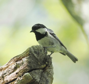 Coal Tit 軽井沢 Sat, 5/11/2024