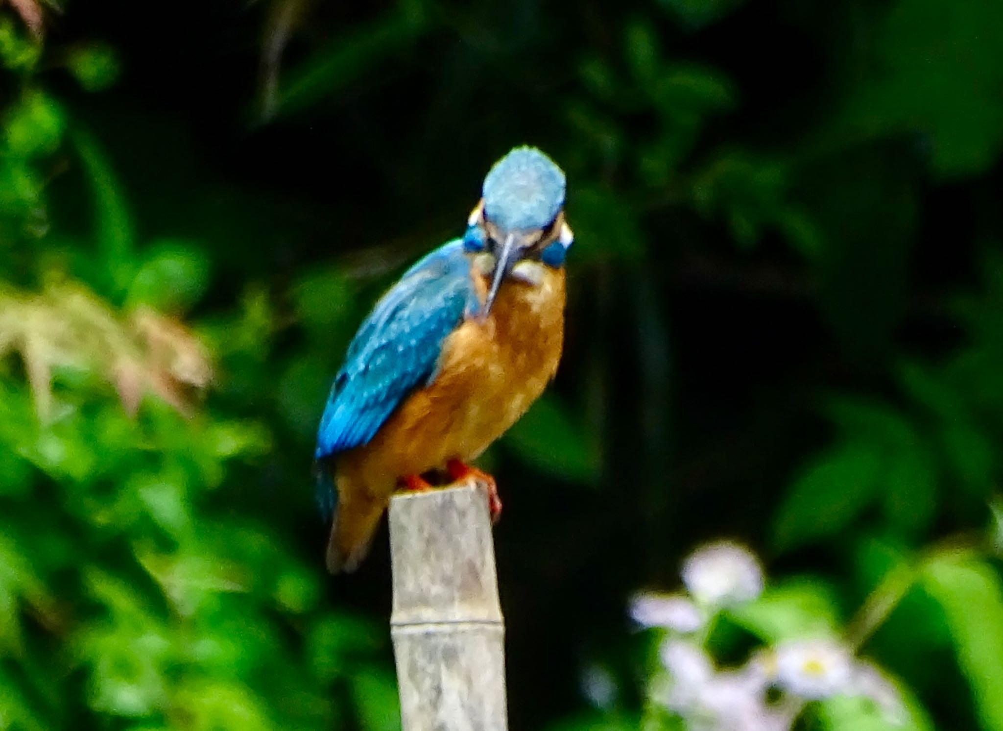 Photo of Common Kingfisher at Maioka Park by KAWASEMIぴー