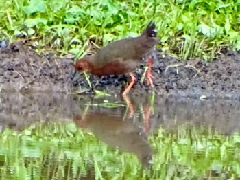 Ruddy-breasted Crake Maioka Park Tue, 5/14/2024