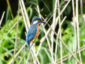 Common Kingfisher Maioka Park Tue, 5/14/2024