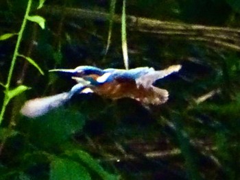Common Kingfisher Maioka Park Tue, 5/14/2024