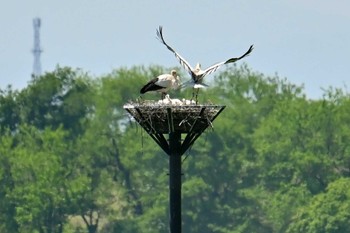 コウノトリ 渡良瀬遊水地 2024年5月10日(金)