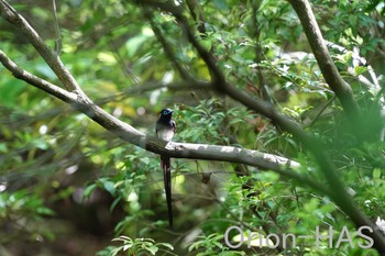 サンコウチョウ 東京都多摩地域 2024年5月9日(木)