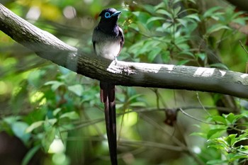 サンコウチョウ 東京都多摩地域 2024年5月9日(木)