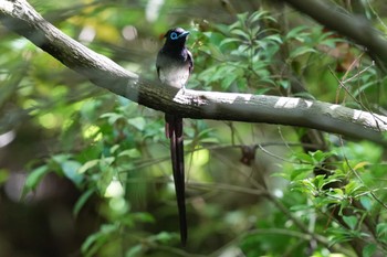 サンコウチョウ 東京都多摩地域 2024年5月9日(木)