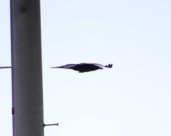 Carrion Crow 堺浜 Tue, 5/14/2024