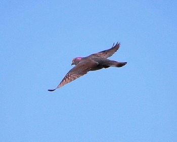 Rock Dove 堺浜 Tue, 5/14/2024