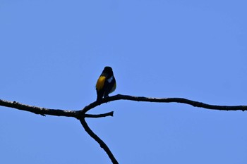 Narcissus Flycatcher 大和民俗公園 Sat, 5/11/2024