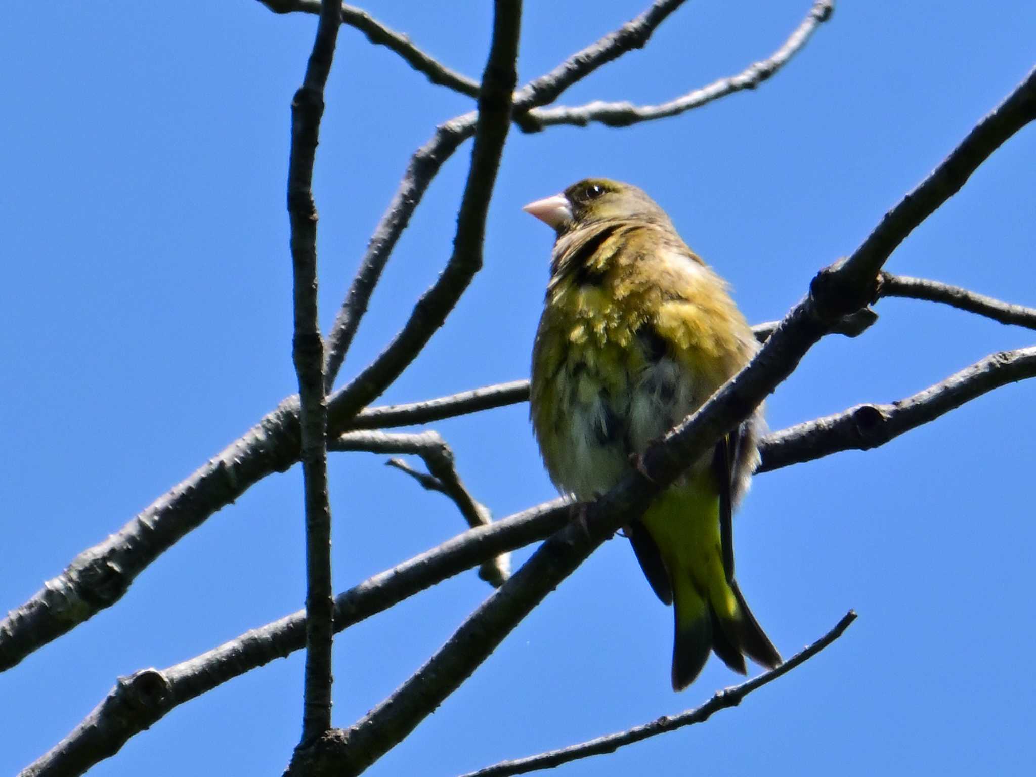 Grey-capped Greenfinch