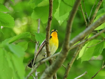 Narcissus Flycatcher 秩父 Sun, 4/28/2024