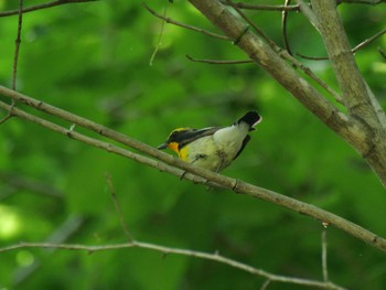 Narcissus Flycatcher 秩父 Sun, 4/28/2024