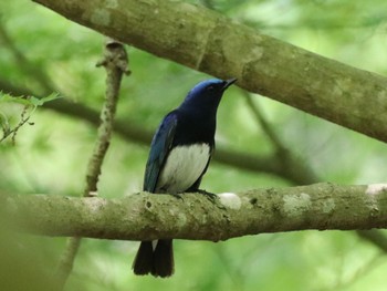 Blue-and-white Flycatcher 六甲山 Thu, 5/2/2024