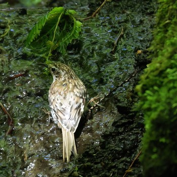 Eurasian Treecreeper 大洞の水場 Tue, 5/14/2024