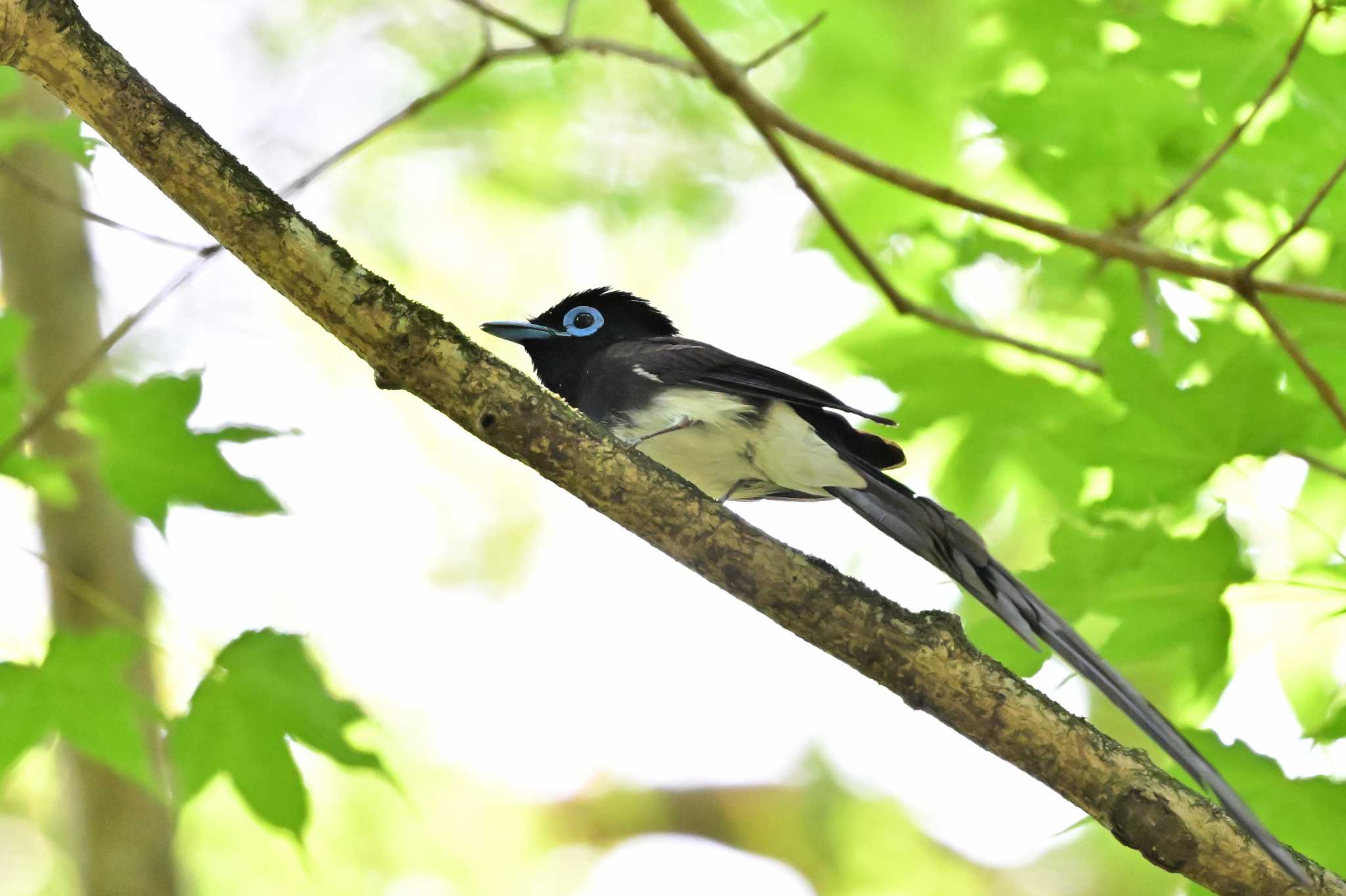 Photo of Black Paradise Flycatcher at 八王子市 by がぶたん