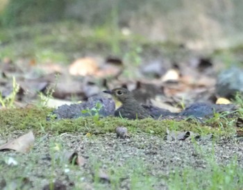 Narcissus Flycatcher 尼崎市農業公園 Tue, 5/14/2024