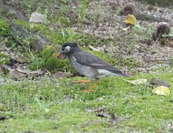 White-cheeked Starling 尼崎市農業公園 Tue, 5/14/2024