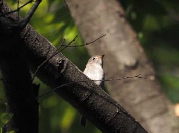 Asian Brown Flycatcher 尼崎市農業公園 Tue, 5/14/2024