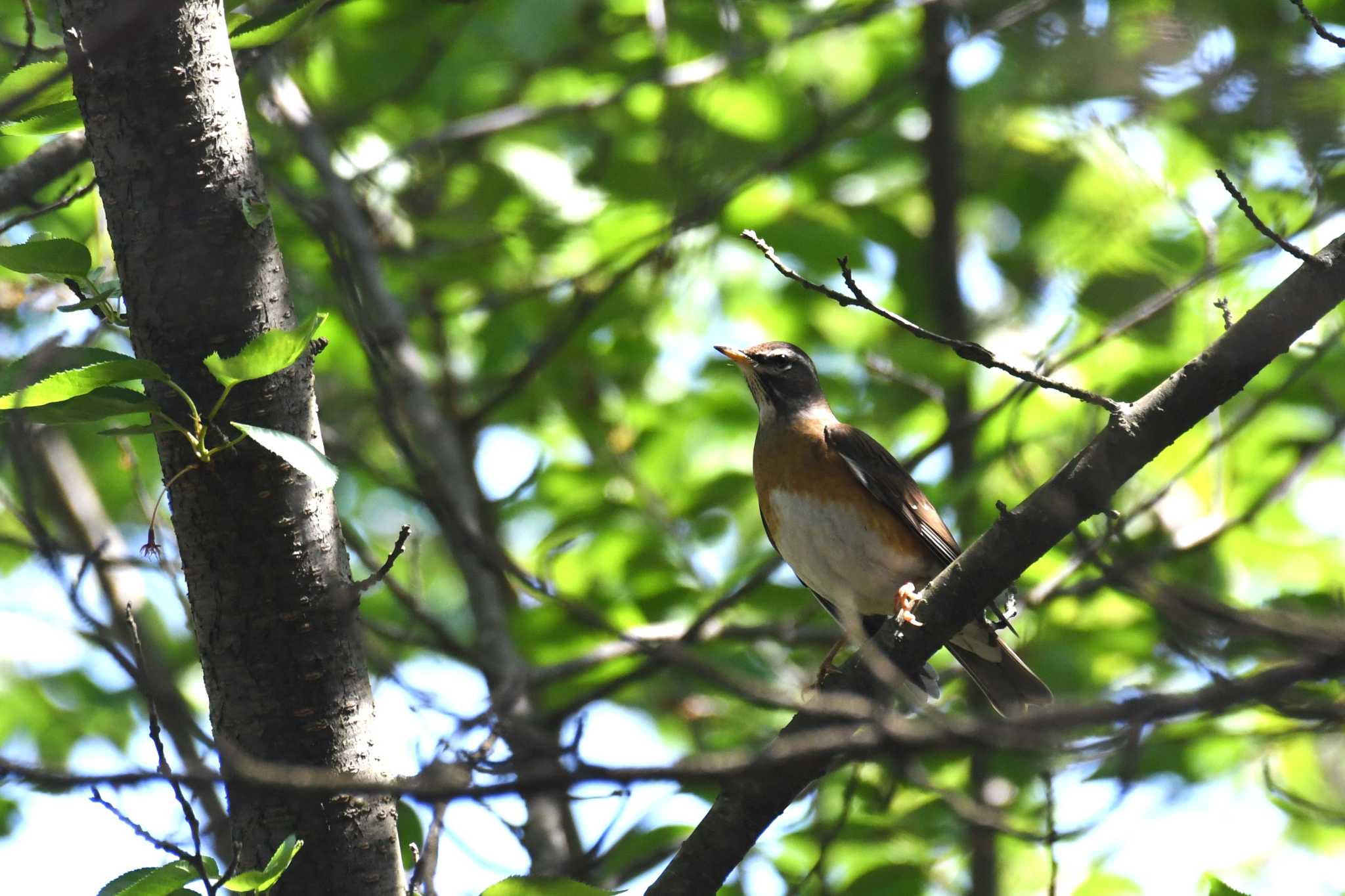 Eyebrowed Thrush