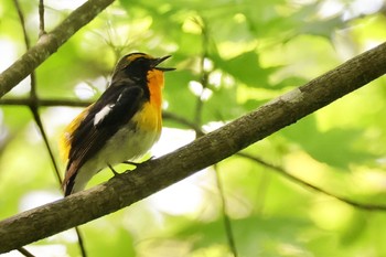 Narcissus Flycatcher Hayatogawa Forest Road Mon, 4/29/2024