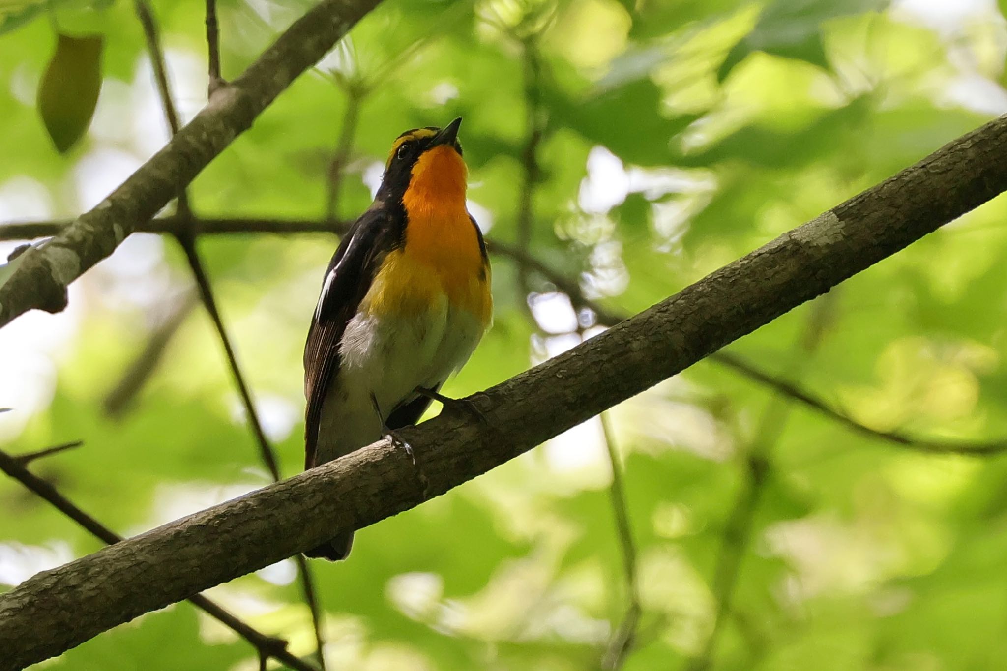 Narcissus Flycatcher