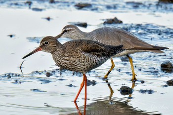 Common Redshank Kasai Rinkai Park Sun, 5/5/2024