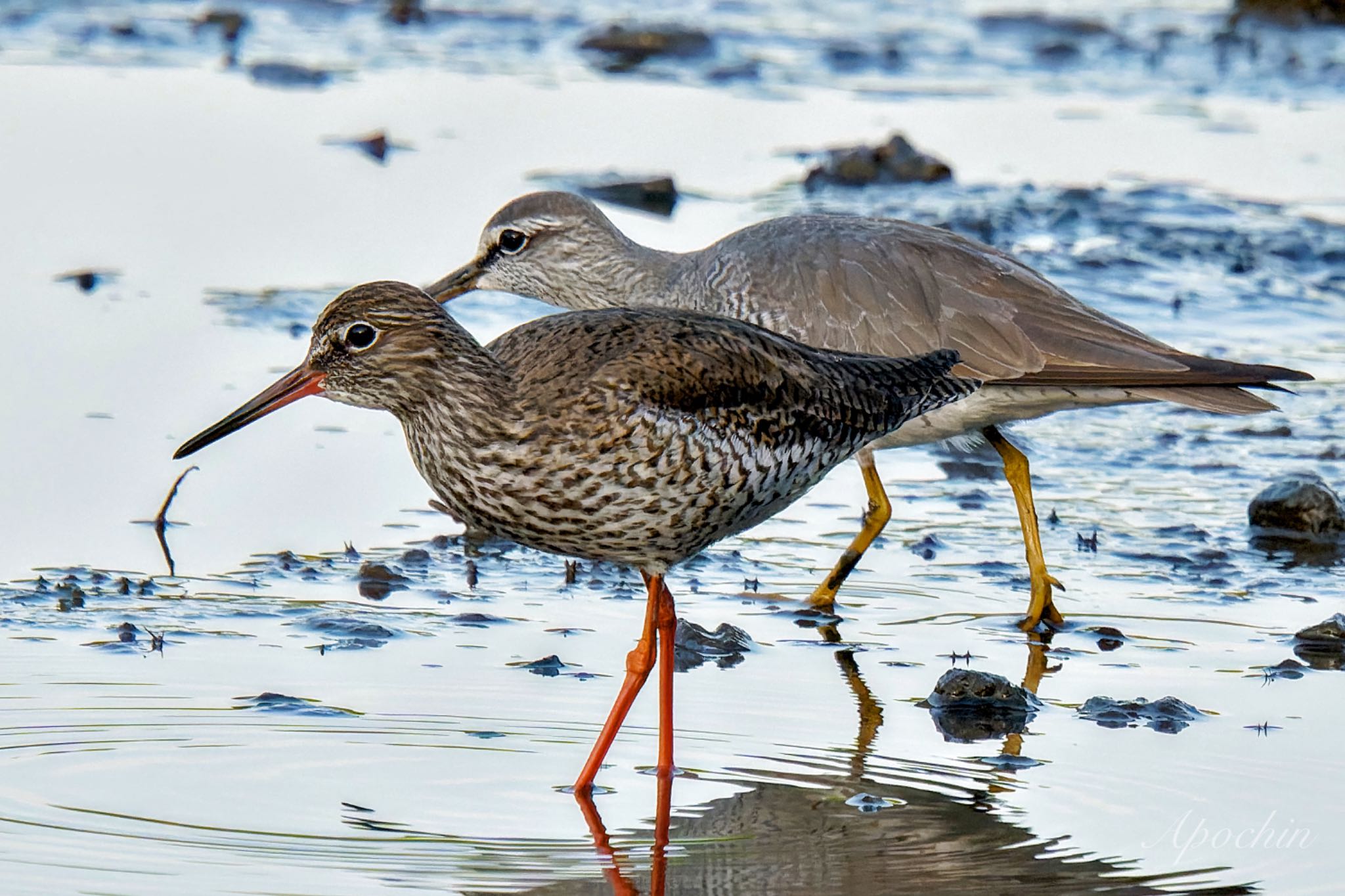 Photo of Common Redshank at Kasai Rinkai Park by アポちん