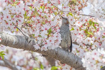 Brown-eared Bulbul 釜谷池 Fri, 4/12/2024