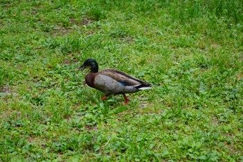 2024年5月6日(月) 東京都調布市の野鳥観察記録