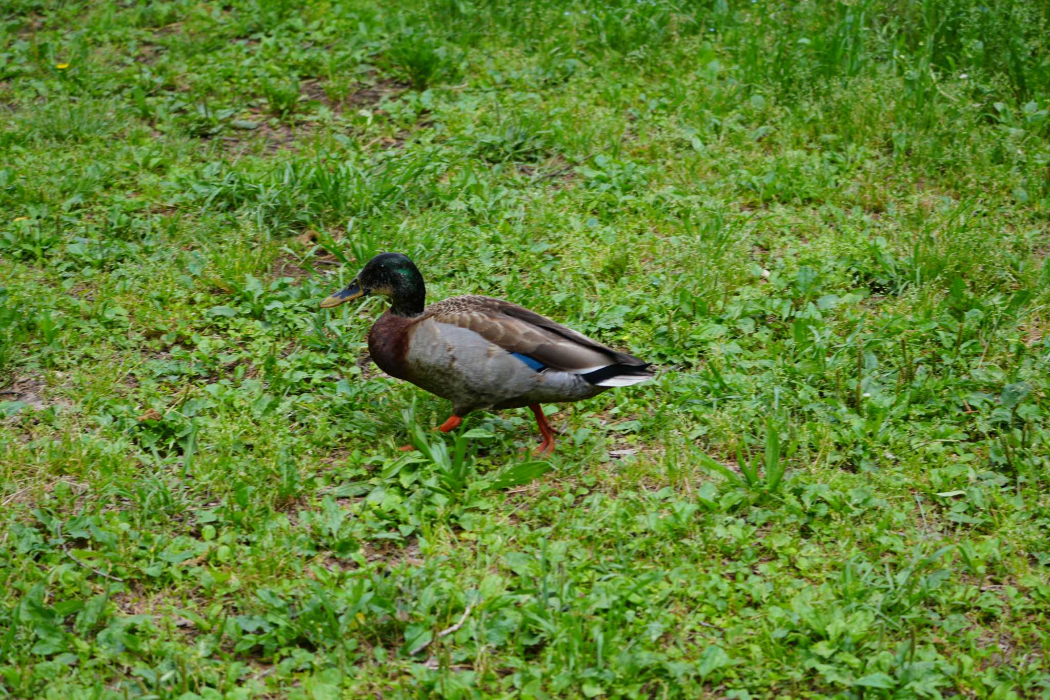 Mallard x Eastern Spot-billed Duck