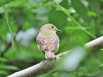 2024年5月15日(水) 大泉緑地の野鳥観察記録