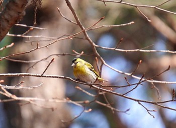 マヒワ 北海道 函館市 見晴公園 2024年4月14日(日)