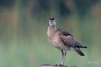 チュウシャクシギ 葛西臨海公園 2024年5月5日(日)