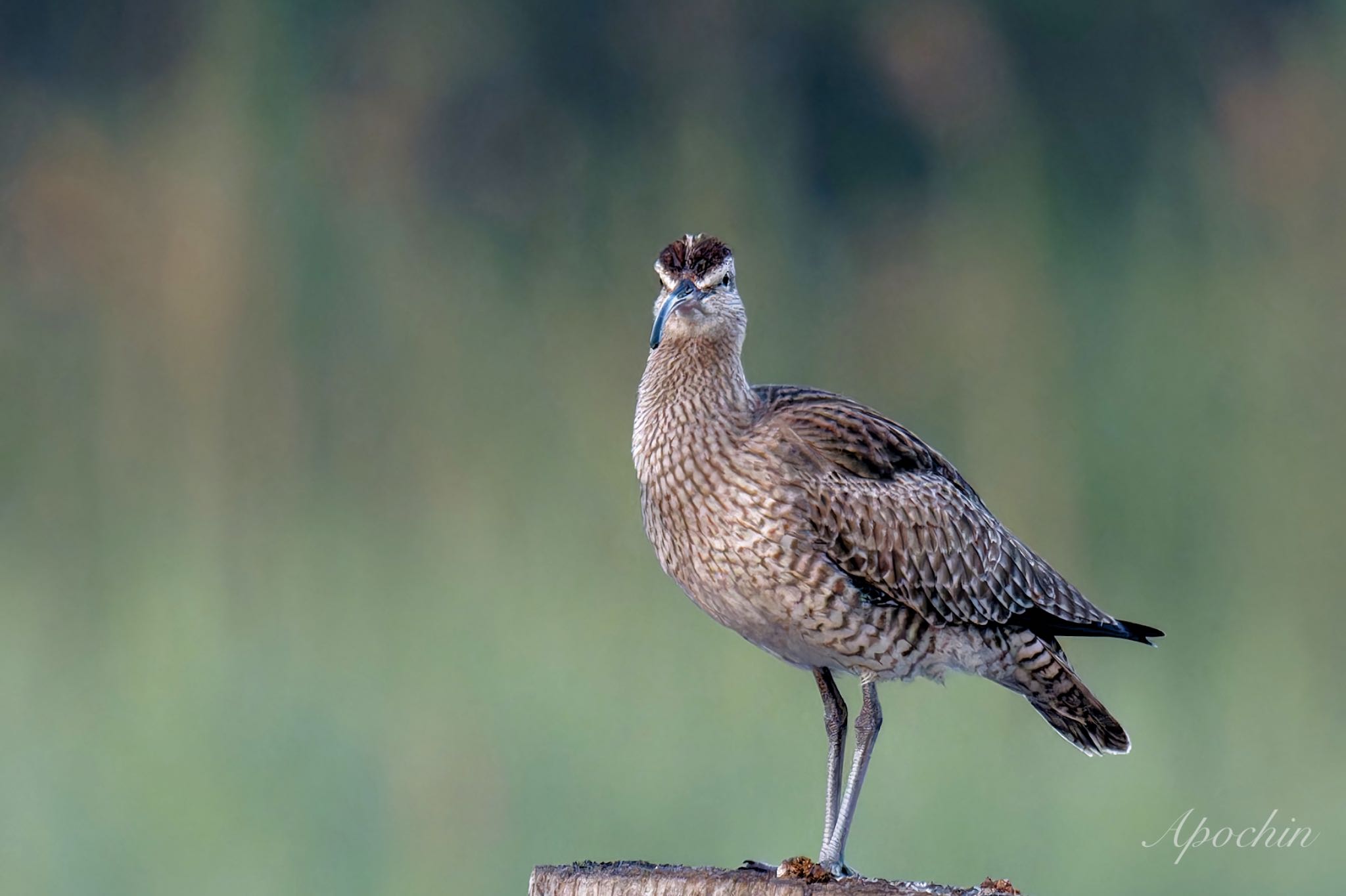 Photo of Eurasian Whimbrel at Kasai Rinkai Park by アポちん