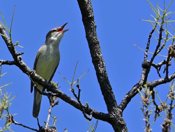 Oriental Reed Warbler 平城宮跡 Sun, 5/5/2024