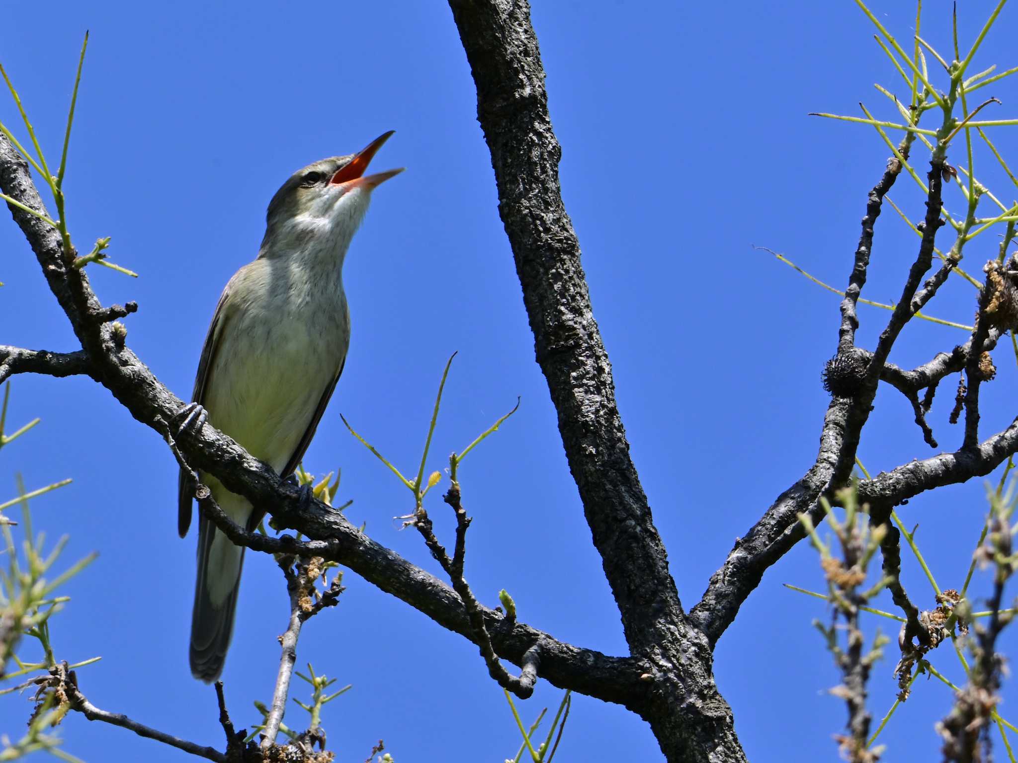 Oriental Reed Warbler