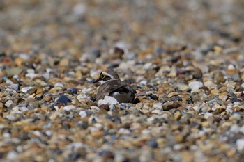 Little Ringed Plover 平城宮跡 Sun, 5/5/2024