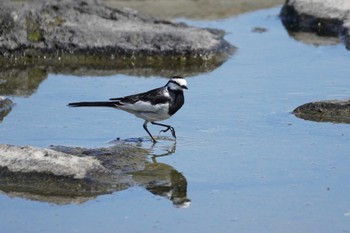 ハクセキレイ 葛西臨海公園 2024年5月9日(木)