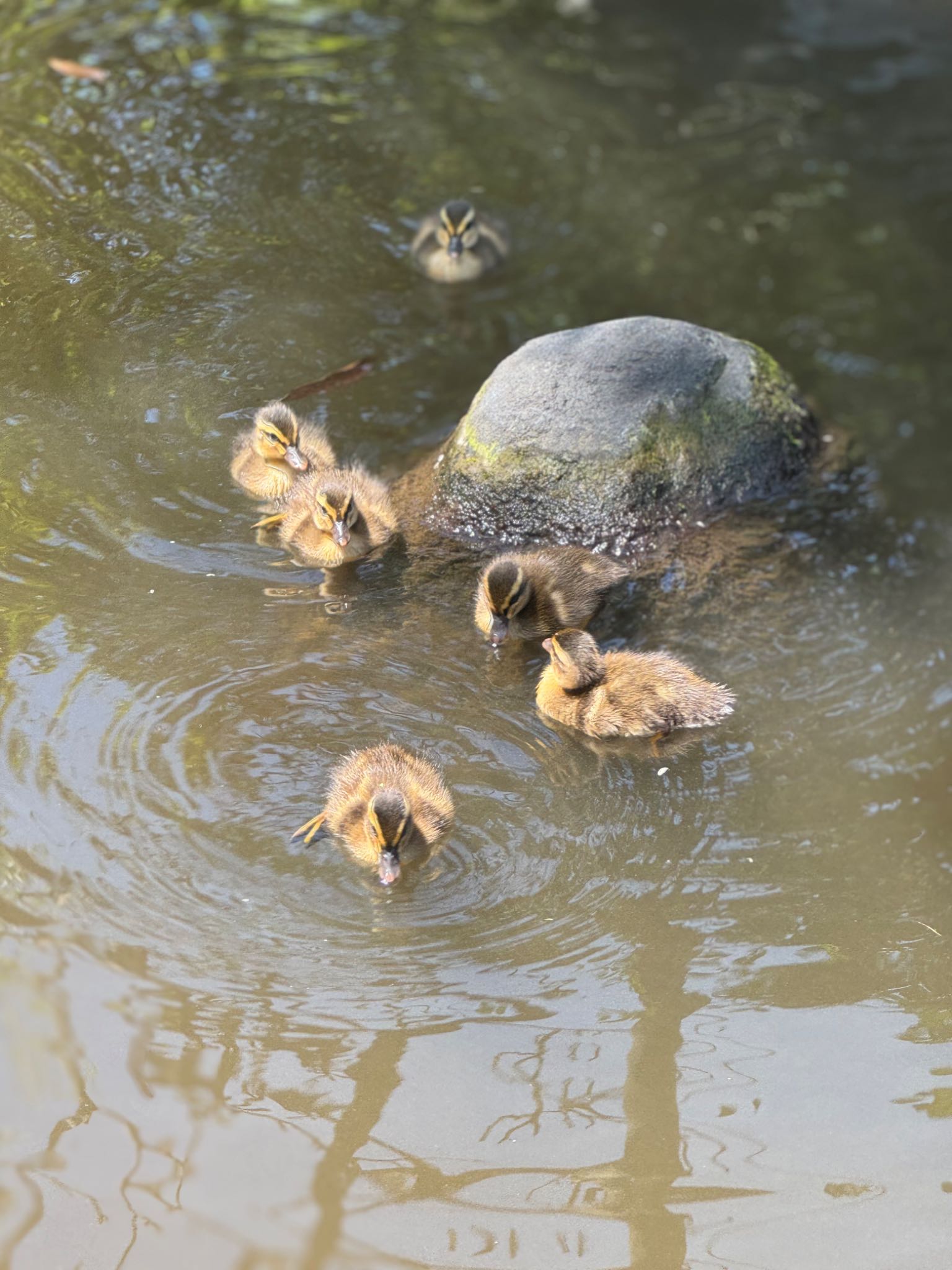 Eastern Spot-billed Duck