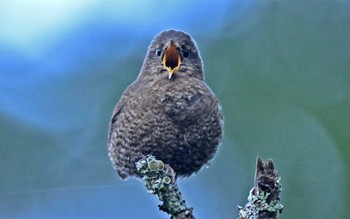 Eurasian Wren 上高地 Tue, 5/14/2024