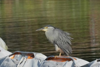 Striated Heron 東京都 Sun, 4/28/2024