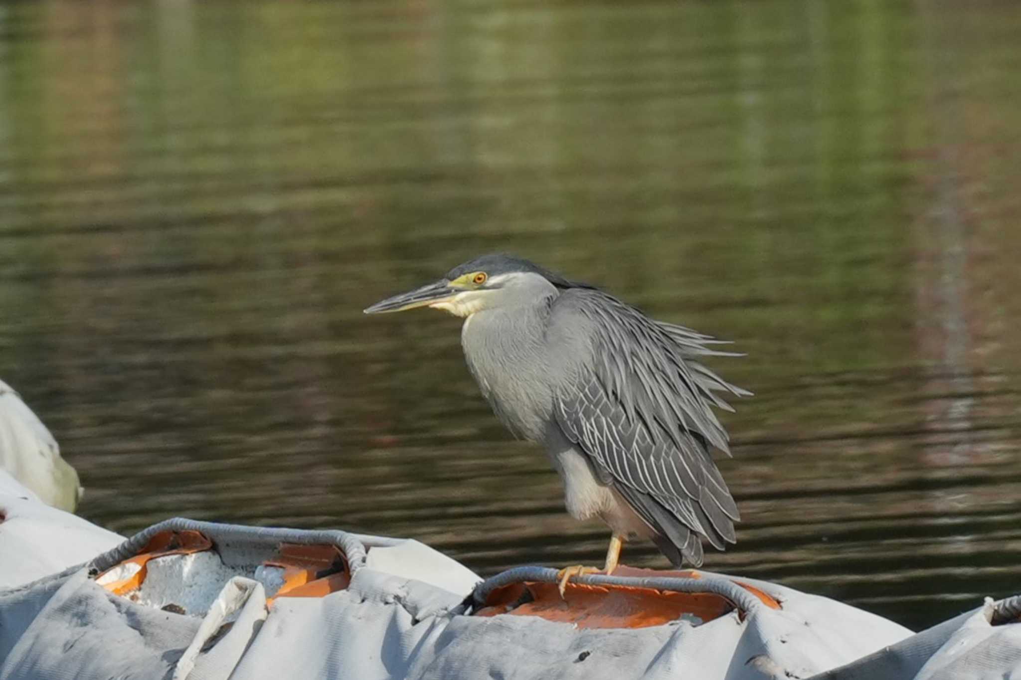 Photo of Striated Heron at 東京都 by どばと