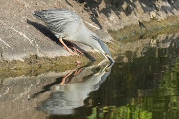 Striated Heron 東京都 Sun, 4/28/2024