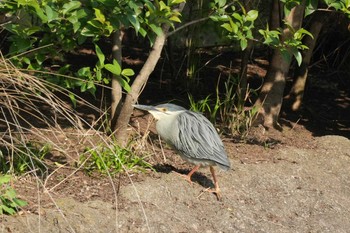 Striated Heron 東京都 Sun, 4/28/2024