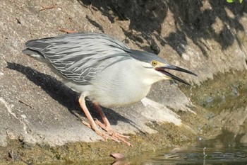 Striated Heron 東京都 Sun, 4/28/2024